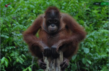 SPE Cares - Orangutan (Taymur)
